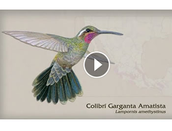 colibri