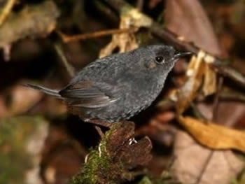 macuquinho-preto-baiano