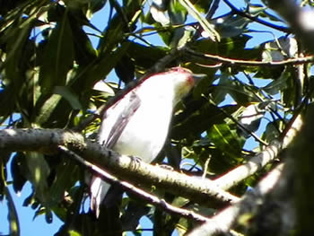 anambe-branco-de-rabo-preto