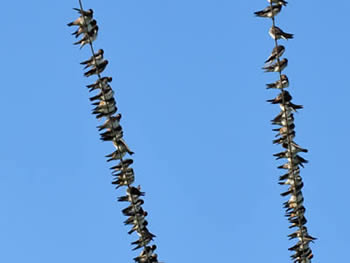 andorinha-de-dorso-acanelado