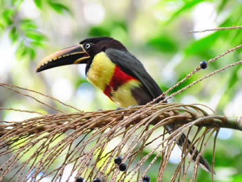 aracari-castanho