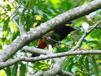 aracari-poca
