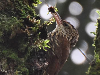 arapacu-escamado-do-sul