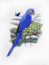 arara-azul-grande-brettas