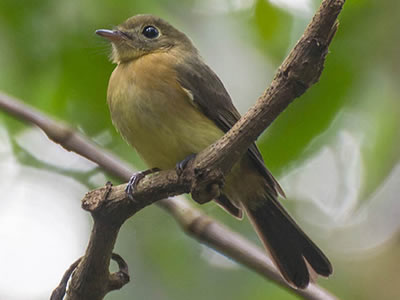 Assanhadinho - Myiobius barbatus