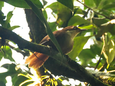 Barranqueiro-de-olho-branco - Automolus leucophthalmus