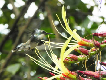 beija-flor-de-papo-branco