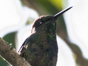 beija-flor-tesoura-verde