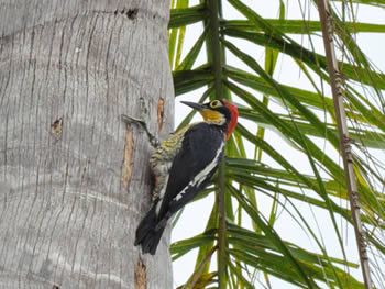 benedito-de-testa-amarela