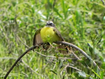 bentevizinho-de-penacho-vermelho