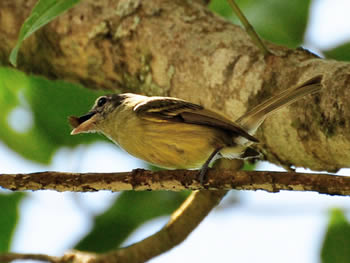 bico-chato-de-orelha-preta