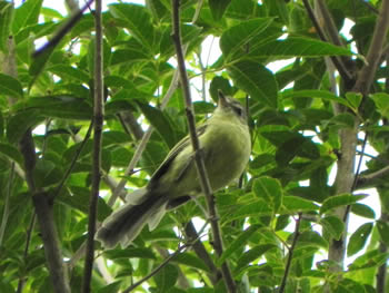 borboletinha-do-mato