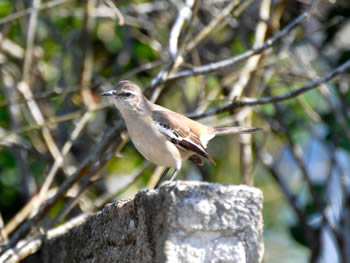 calhandra-de-tres-rabos