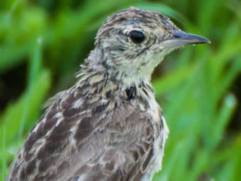 caminheiro-de-espora