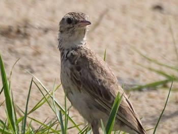 caminheiro-de-unha-curta
