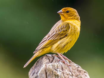 canario-da-terra-verddeiro