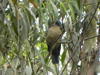 caneleiro-de-chapeu-preto