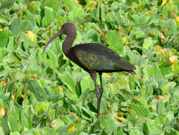 carauna-de-cara-branca