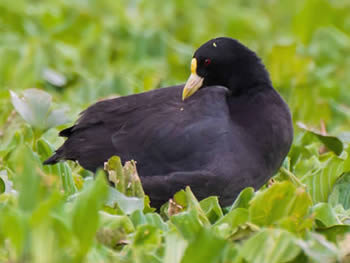 carqueja-bico-amarelo