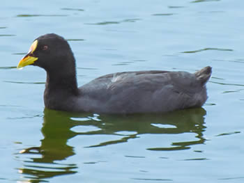carqueja-bico-manchado
