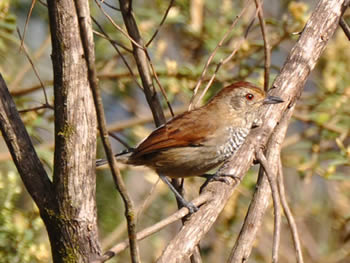 choca-chapeu-vermelho
