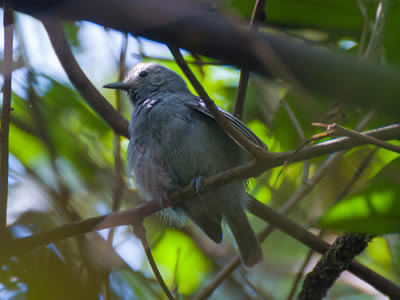 Choquinha-cinzenta - Myrmotherula unicolor