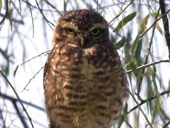 coruja-buraqueira