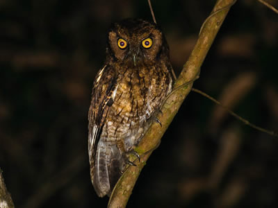 Corujinha-sapo - Megascops atricapilla