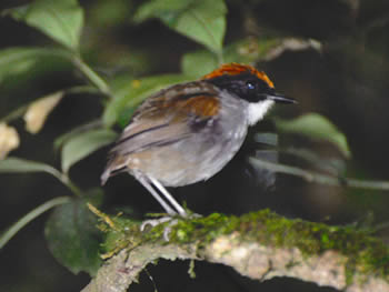 cuspidor-de-mascara-preta