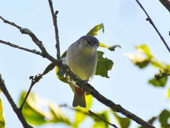 figuinha-de-rabo-castanho