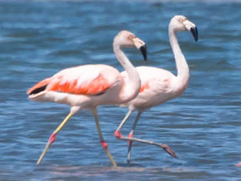 flamingo