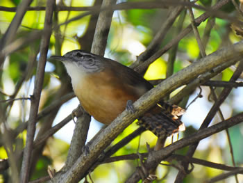 garrinchao-de-barriga-vermelha