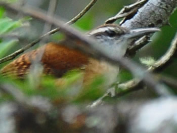 garrinchao-de-bico-grande