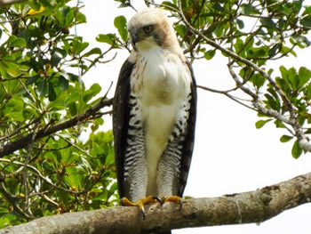 gaviao-de-penacho