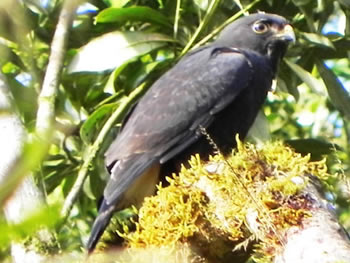 gaviao-de-sobre-branco