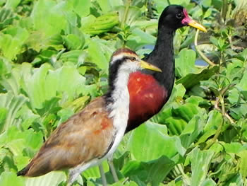 jacana