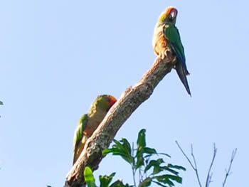 jandaia-de-testa-vermelha