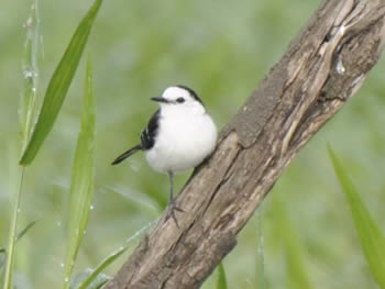 lavadeira-de-cara-branca