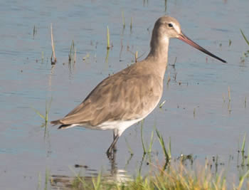 macarico-de-bico-virado
