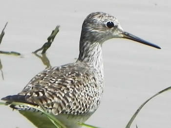 macarico-de-perna-amarela