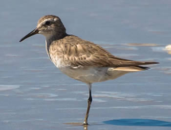 macarico-de-sobre-branco