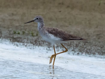 macarico-grande-de-perna-amarela