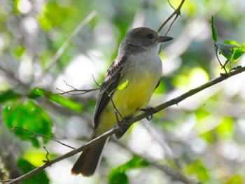 maria-cavaleira-de-rabo-enferrujado