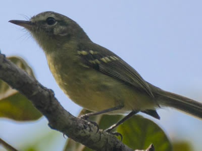 Maria-da-restinga - Restinga Tyrannulet