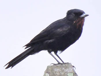 maria-preta-de-garganta-vermelha