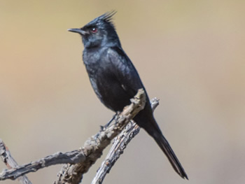 maria-preta-de-penacho