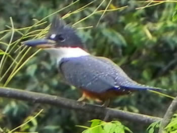 martim-pescador-grande