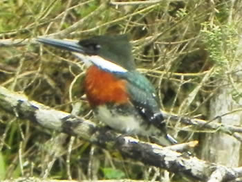 martim-pescador-pequeno