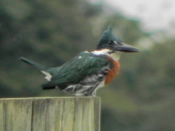 martim-pescador-verde