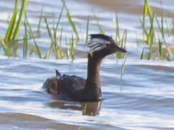 mergulha-de-orelha-branca